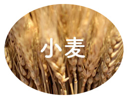 【小麦】