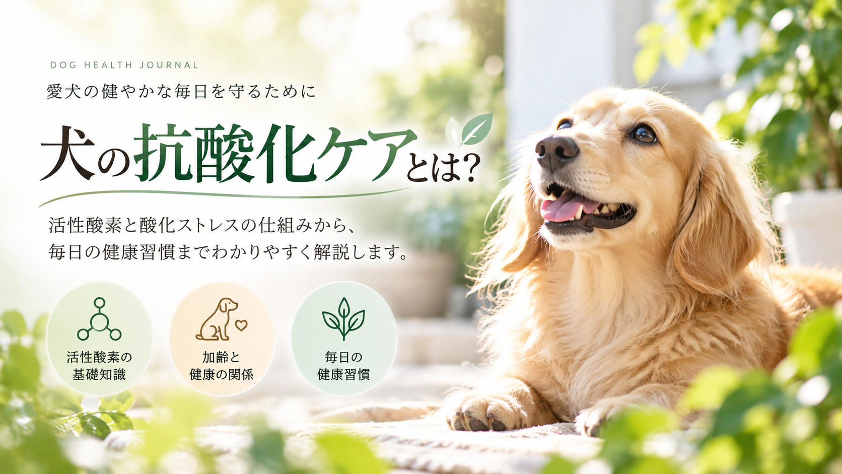 犬の抗酸化ケアの記事イメージ