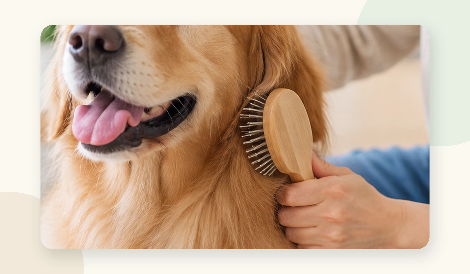 飼い主が犬の毛並みを優しくブラッシングしている様子