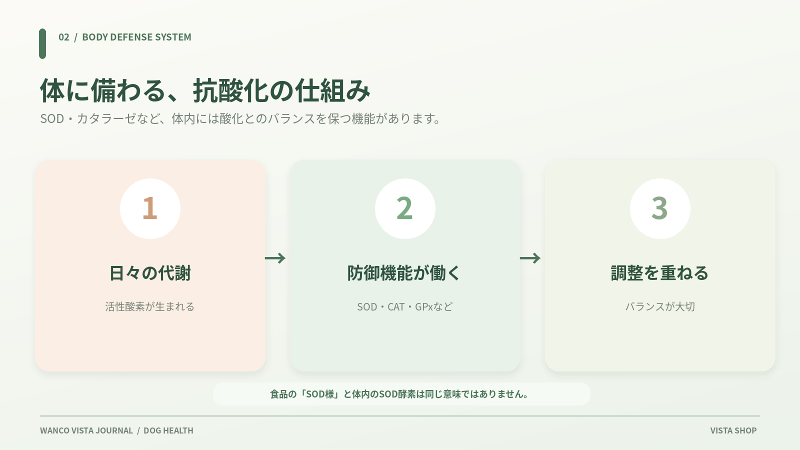 体内の抗酸化の仕組みを説明した図解
