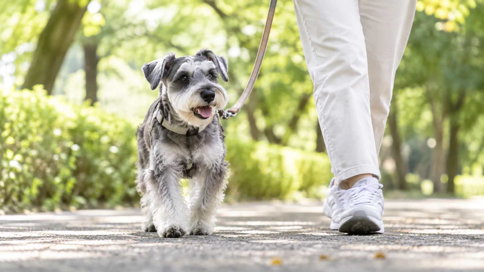 シニア犬が飼い主と緑豊かな公園をゆっくり散歩する様子