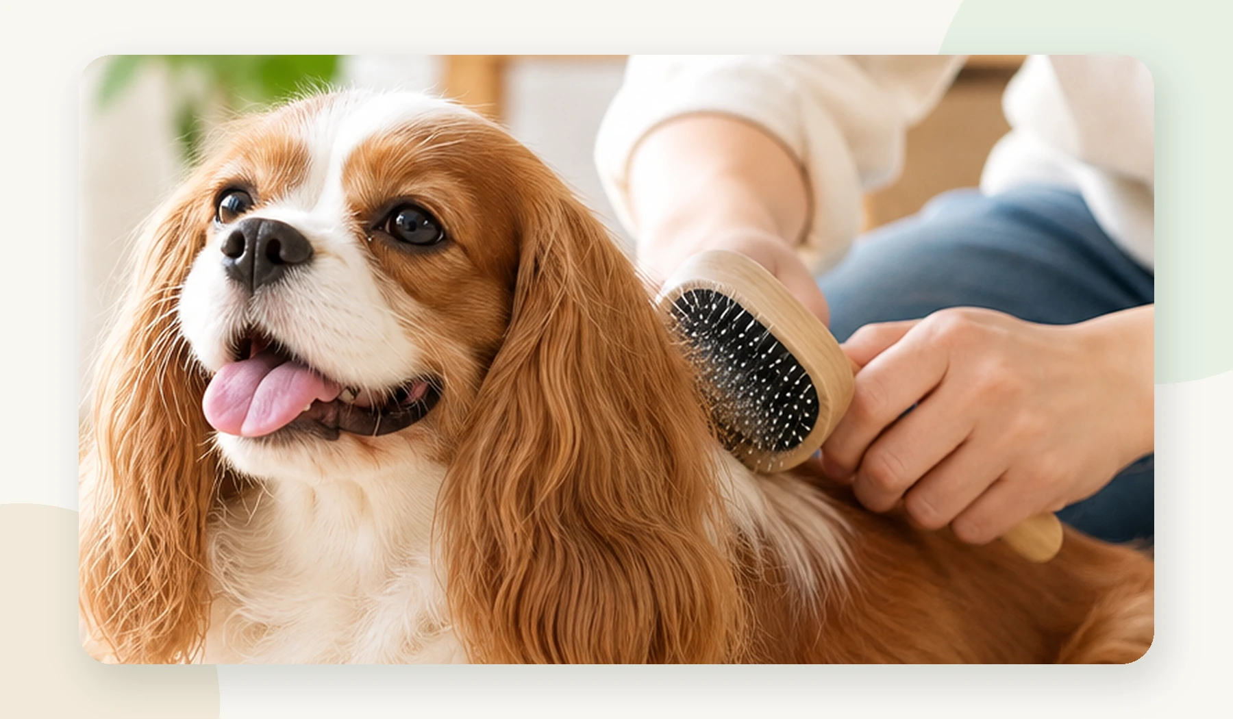 犬の毛並みを飼い主がブラシで優しく整える様子