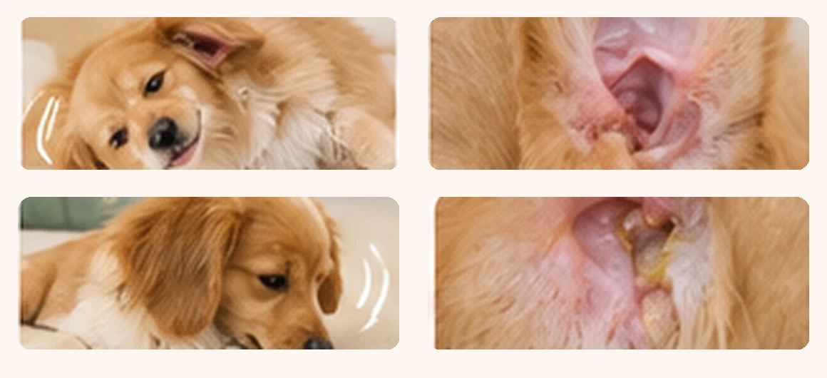 犬が耳を気にする様子や赤み、耳垢の増加などのイメージをまとめた参考画像