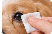 犬の目の周囲をやさしく拭くイメージ